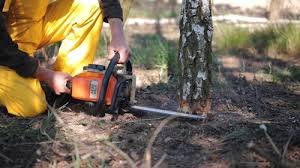 Best Fruit Tree Pruning  in Lancaster, WI